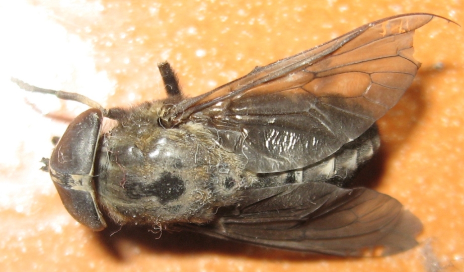 Haematopota sp.